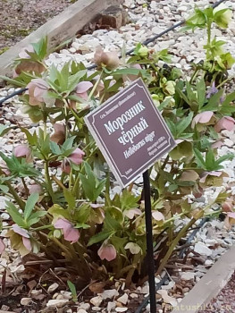 Растения моего региона, которые мне нравятся. - IMG_20210426_185919.jpg