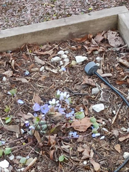 Растения моего региона, которые мне нравятся. - IMG_20210426_185945.jpg