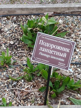 Растения моего региона, которые мне нравятся. - IMG_20210426_185701.jpg