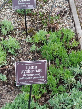 Растения моего региона, которые мне нравятся. - IMG_20210426_185715.jpg