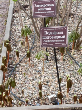 Растения моего региона, которые мне нравятся. - IMG_20210426_185815.jpg