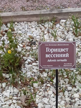 Растения моего региона, которые мне нравятся. - IMG_20210426_185849.jpg