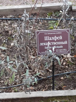 Растения моего региона, которые мне нравятся. - IMG_20210426_185559.jpg