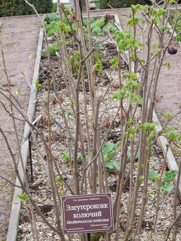 Растения моего региона, которые мне нравятся. - IMG_20210426_185820.jpg