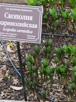 Растения моего региона, которые мне нравятся. - IMG_20210426_185952.jpg