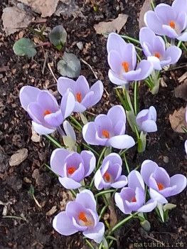 Растения моего региона, которые мне нравятся. - IMG_20210411_184304.jpg