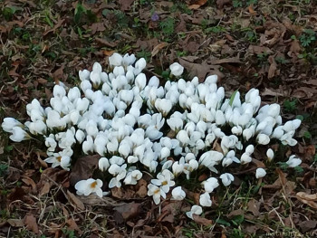 Растения моего региона, которые мне нравятся. - IMG_20210411_184512.jpg