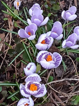 Растения моего региона, которые мне нравятся. - IMG_20210411_184032.jpg