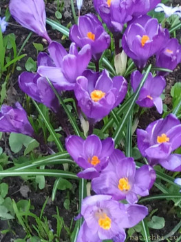 Растения моего региона, которые мне нравятся. - IMG_20210411_183927.jpg