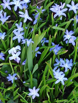 Растения моего региона, которые мне нравятся. - IMG_20210411_183701.jpg