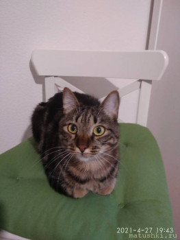 Любимая кошатинка  - IMG_20210427_194359.jpg