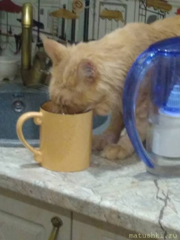 Любимая кошатинка  - wCzjDzzRGhk.jpg