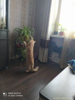 Любимая кошатинка  - C65wKB5nw5s.jpg