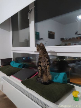 Любимая кошатинка  - IMG_20210503_094007_273.jpg