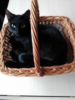 Любимая кошатинка  - IMG_20210503_144235.jpg