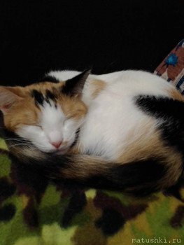 Любимая кошатинка  - IMG_20210504_181420.jpg