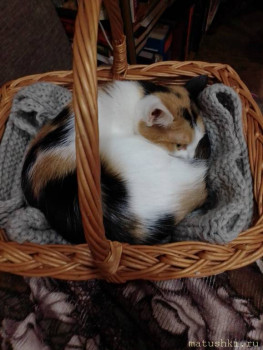 Любимая кошатинка  - IMG_20210504_194411.jpg