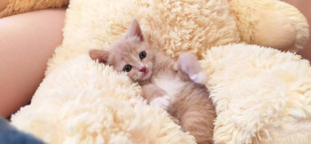 Любимая кошатинка  - IMG_20210408_184347.jpg