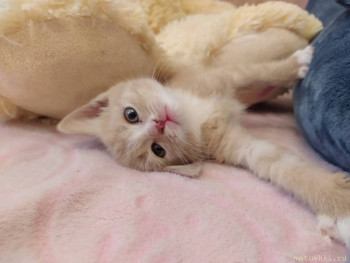 Любимая кошатинка  - IMG_20210408_184632.jpg