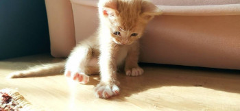 Любимая кошатинка  - IMG_20210403_091346.jpg