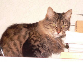 Любимая кошатинка  - 18.10 (1).JPG