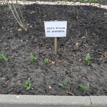 Любимая кошатинка  - IMG_20210505_182630_337.jpg