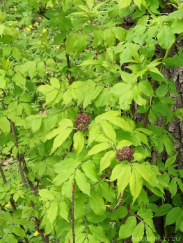 Растения моего региона, которые мне нравятся. - IMG_20210505_132621.jpg