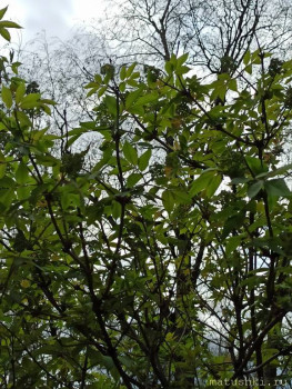 Растения моего региона, которые мне нравятся. - IMG_20210505_132448.jpg