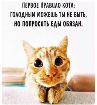 Страшнее кошки зверя нет  - IMG_20210420_215456.jpg