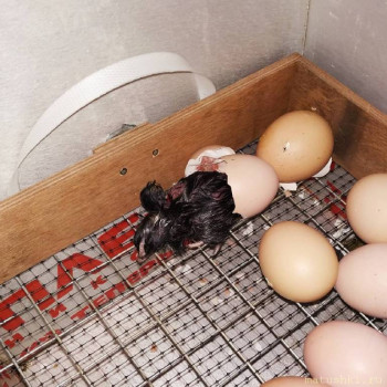 Приусадебное птицеводство. - IMG_20210511_220834_208.jpg