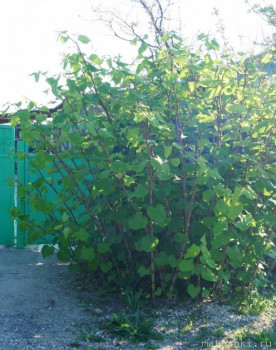 Растения моего региона, которые мне нравятся. - DSC00064.JPG