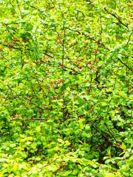 Растения моего региона, которые мне нравятся. - IMG_20210512_170216.jpg