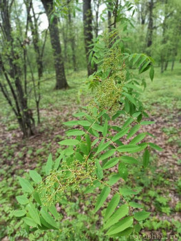 Растения моего региона, которые мне нравятся. - IMG_20210512_170401.jpg