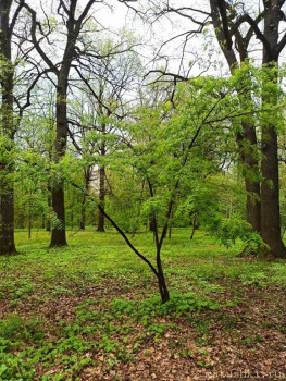 Растения моего региона, которые мне нравятся. - IMG_20210512_170325.jpg