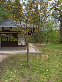 Растения моего региона, которые мне нравятся. - IMG_20210512_124430.jpg