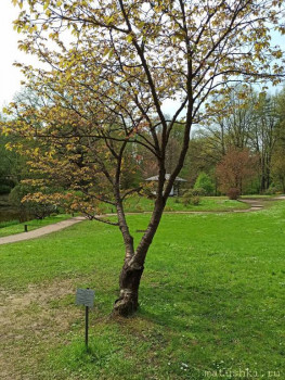 Растения моего региона, которые мне нравятся. - IMG_20210512_124440.jpg