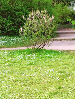 Растения моего региона, которые мне нравятся. - IMG_20210512_130201.jpg