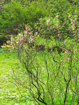 Растения моего региона, которые мне нравятся. - IMG_20210512_130528.jpg