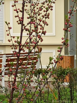 Растения моего региона, которые мне нравятся. - IMG_20210507_183106.jpg