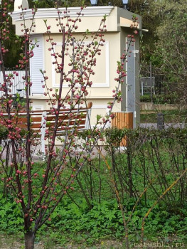 Растения моего региона, которые мне нравятся. - IMG_20210507_183102.jpg