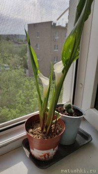 Наши цветы 2 - IMG-20210518-WA0006.jpeg