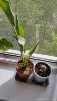 Наши цветы 2 - IMG-20210518-WA0008.jpeg