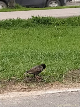 Птички - IMG_20210518_181401.jpg