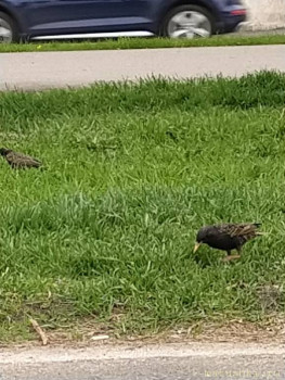 Птички - IMG_20210518_181351.jpg