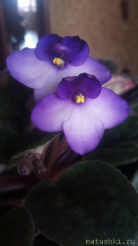 Наши цветы 2 - P_20210524_125344.jpg