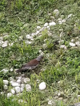 Птички - IMG_20210602_101937.jpg