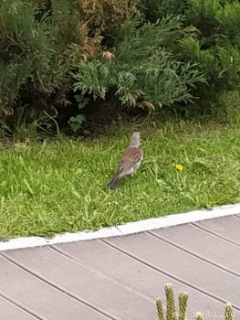 Птички - IMG_20210602_101653.jpg