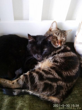 Любимая кошатинка  - IMG_20210603_130854.jpg