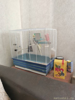 Птички - IMG_20210604_134316.jpg