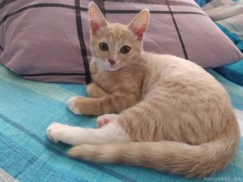 Любимая кошатинка  - IMG_20210607_084402.jpg